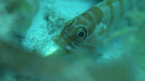 unique shot of fish trying to swallow another fish