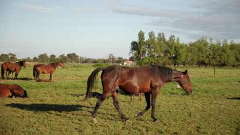 herd of horses walking peacefully in paddock