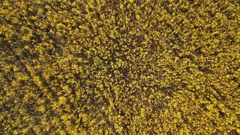 disparo en espiral ascendente de campos de canola