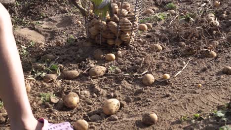 ripe potato harvesting on field, manual work collecting potatoes in basket