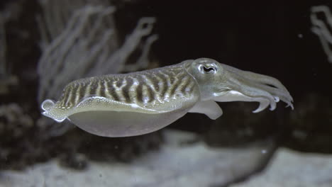 underwater view of commom cuttlefish