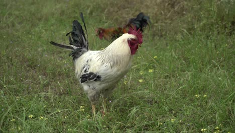 gallo y ganso de cerca en el entorno natural de la hierba verde
