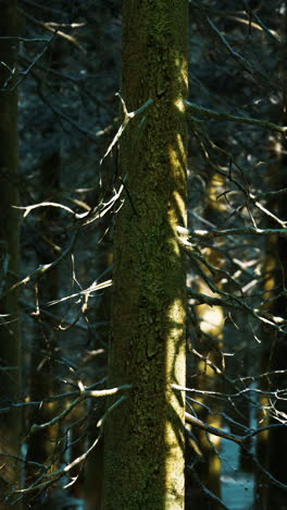 escena del bosque de invierno de mal humor