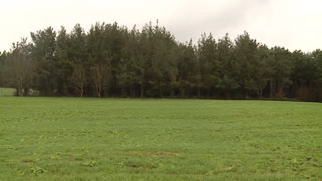 field and forest landscape