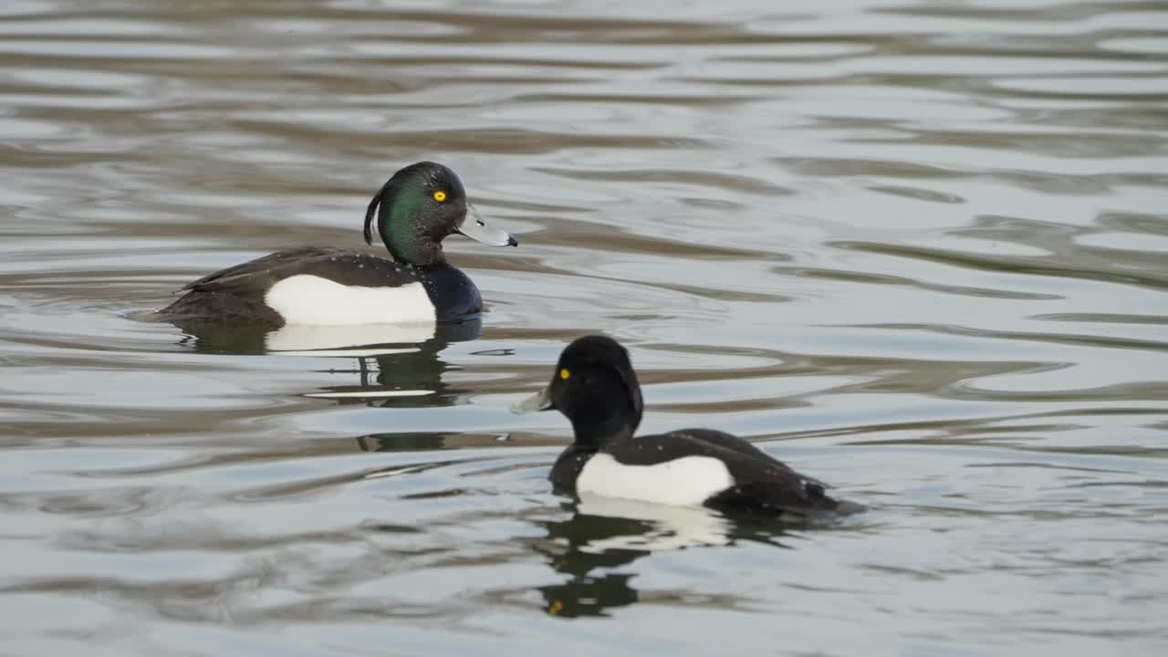 Tufted Duck dives underwater to forage for food in freshwater habitats