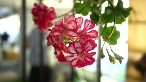 un primer plano que se desplaza alrededor de flores rosadas colgantes