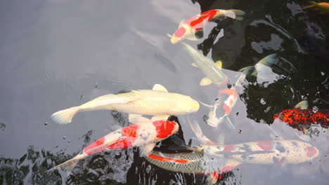 static downwards shot of fish swimming in a lake