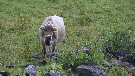 a brown cow stands on a flowery field in the swiss alps, obwalden, engelberg