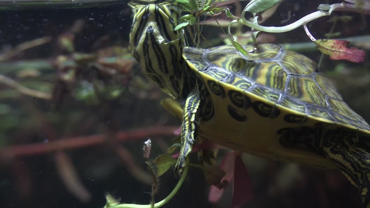 A freshwater turtle peers out of a lake 1