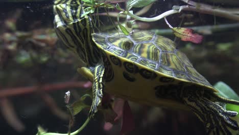 una tortuga de agua dulce se asoma desde un lago 1