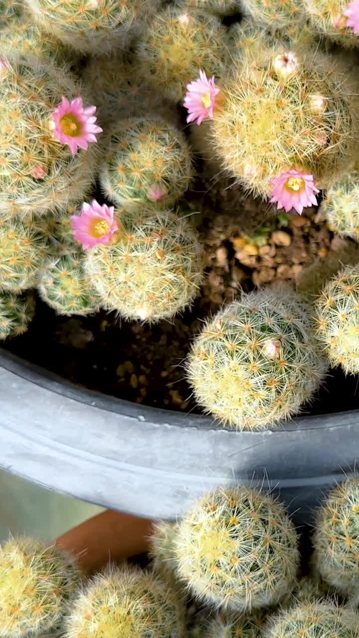 cactus con flores rosadas en un invernadero