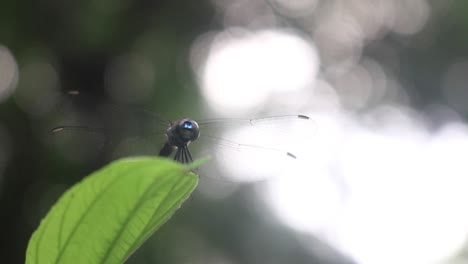 una grande libellula poggia su una foglia con una brillante retroilluminazione naturale