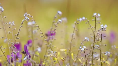 Myosotis-close-up.-In-the-northern-hemisphere-they-are-colloquially-denominated-forget-me-nots-or-Scorpion-grasses.