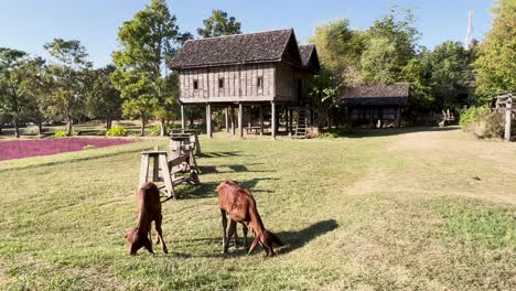 cows peacefully graze by a thai wooden house