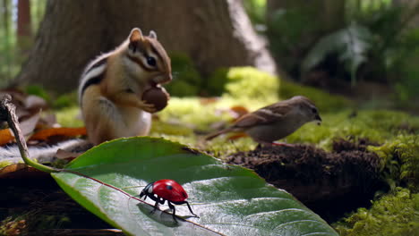 a chipmunk holds a nut while a bird and a beetle are nearby in a forest scene
