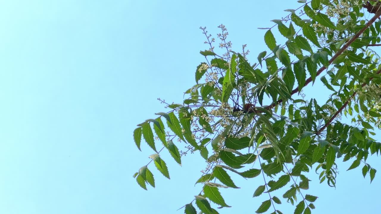 closeup shot of a branch of neem tree tiny white flower,