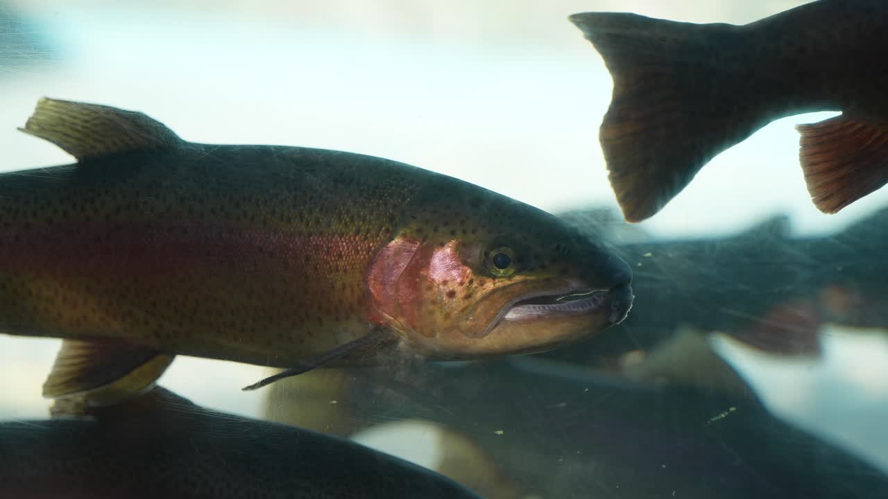 Rainbow trout holding position is a gentle freshwater current - isolated underwater close up