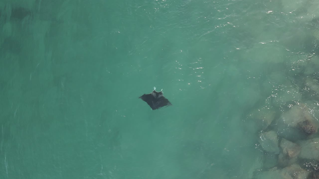 la mantarraya mantiene su posición en una fuerte corriente oceánica cerca del rompeolas
