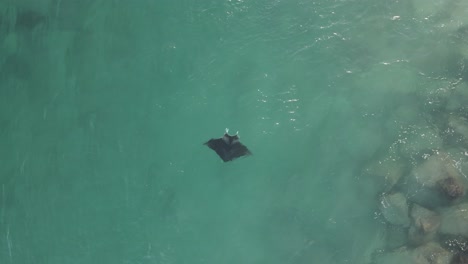 manta ray maintains position in strong ocean current near breakwater