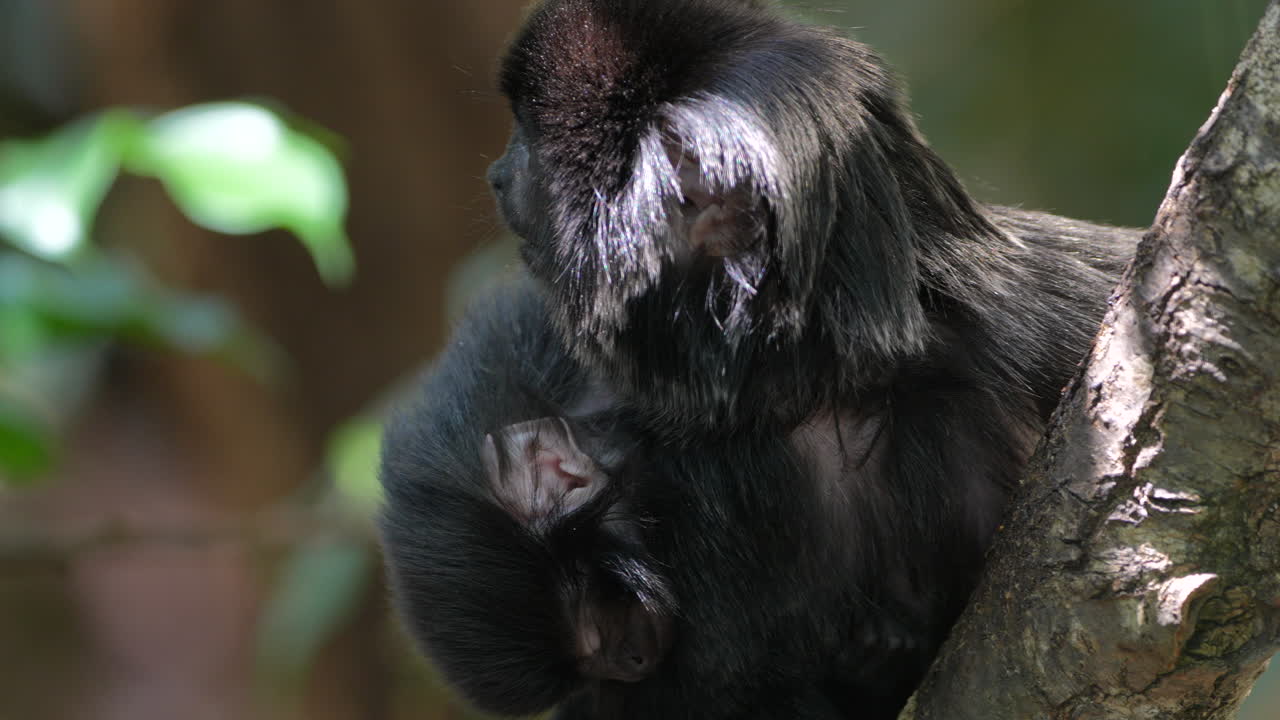 foto macro de mono tamarin, monos del nuevo mundo de la familia callitrichidae en el género saguinus