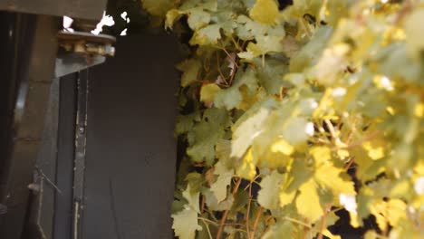 Close-up-view-of-grapevine-being-harvested-with-mechanical-grape-harvester