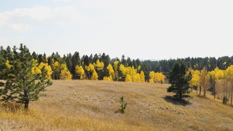 panoramic view of forest with yellow autumn colors on hilltop