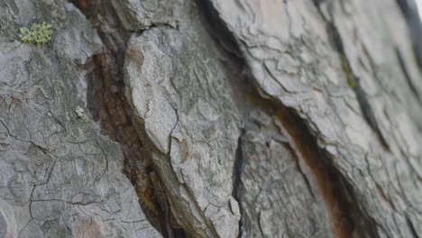 close-up of pine tree bark