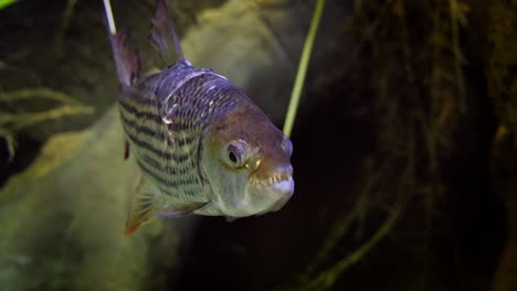 hydrocynus goliath, también conocido como pez tigre goliath, pez tigre gigante o mbenga, es un pez de agua dulce depredador africano muy grande de la familia alestidae.