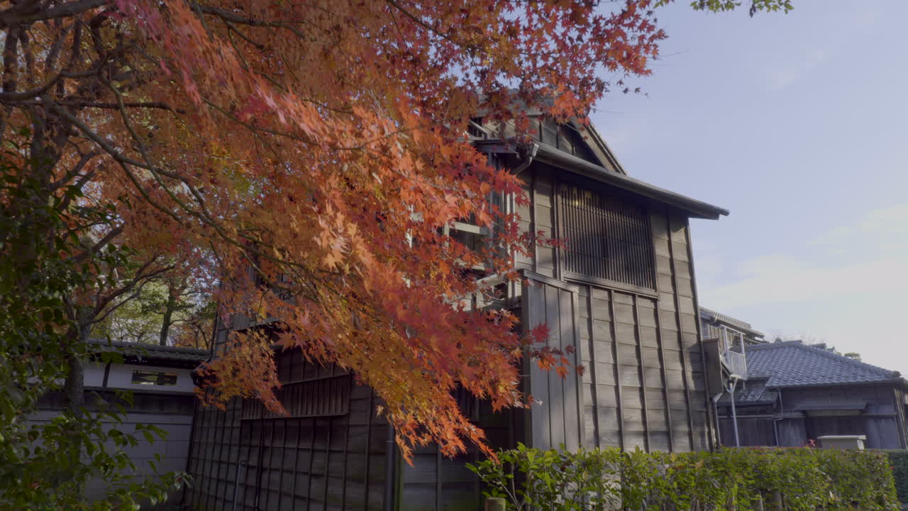 los arces japoneses se caracterizan por el cambio continuo de sus colores a lo largo del año.