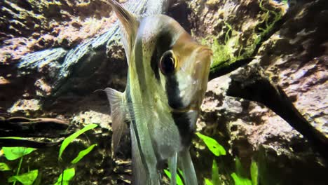 altum angelfish in aquarium tank - close up