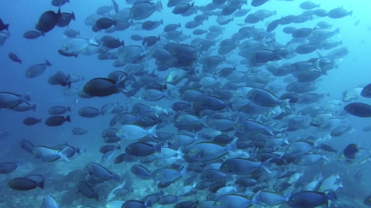 Swimming past a huge school of blue surgeon fish