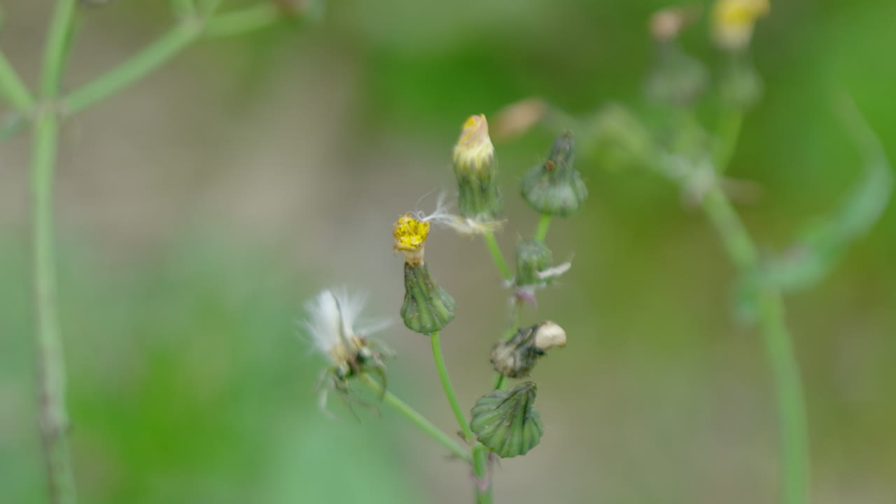 Pulling focus between some very small flowers.