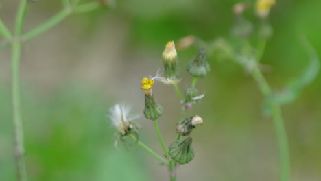 pulling focus between some very small flowers.