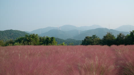 Campo-De-Hierba-Alta-Muhly-Rosa-Con-Fondo-De-Montaña---Panorámica-Gran-Angular