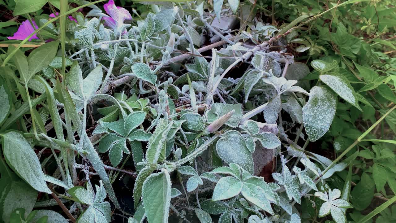 얼어붙은 잔디는 hcfc 액체 가스 소화기에 노출되었기 때문입니다.