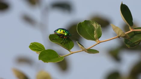 Insecto-En-Bus-De-árbol.