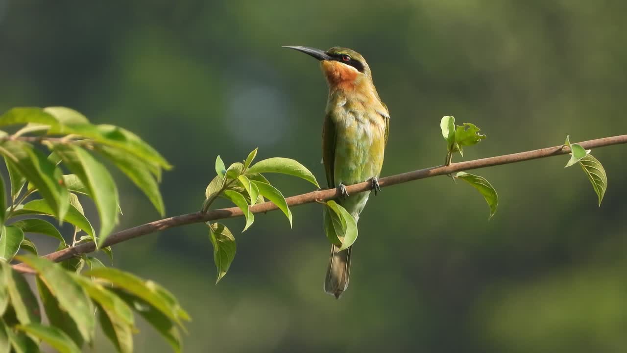 abeja - eater en árbol -verde - palanca