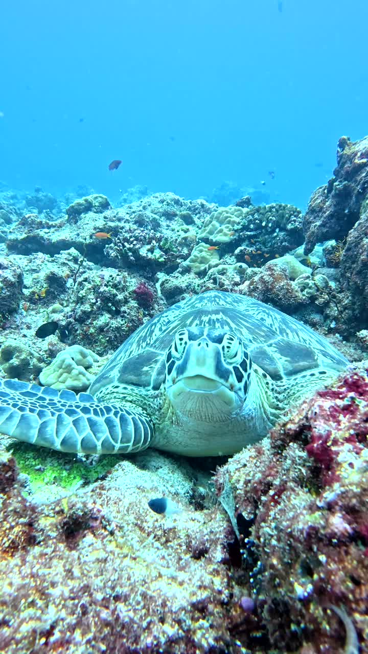 La tartaruga verde nel suo habitat naturale