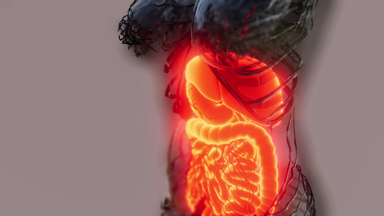 transparent human body with visible digestive system