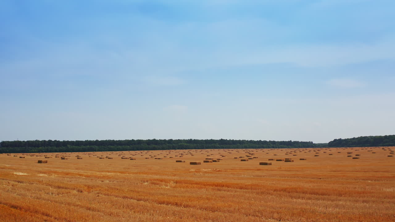 Yellow agricultural farmland after gathering crops. Rectangular hay bales left on the field after harvesting. Green forest at backdrop.