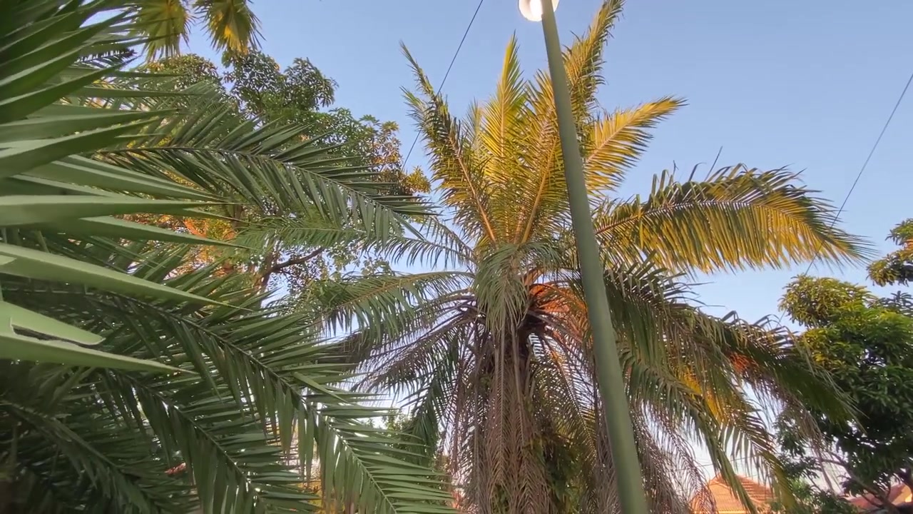 Palme tropicali e fogliame verde contro un cielo blu chiaro