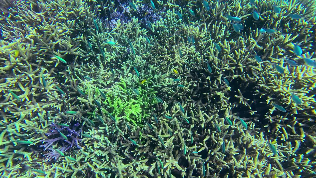 Vista dall'alto in POV (punto di vista) durante lo snorkeling che mostra il vivace banco di Chromis blu-verdi (Chromis viridis) nuotare attraverso la densa colonia di coralli acropora a Dauin, Filippine.