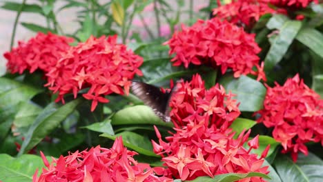 butterfly interacting with vibrant red ixora flowers.