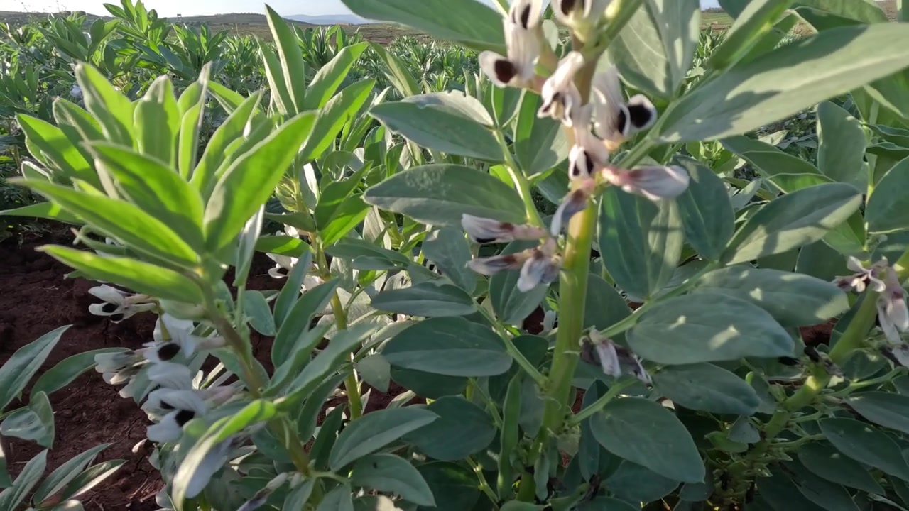 Pianta parassita Succiamele che cresce tra le colture di fave in un campo, mostra fiori bianchi e giallastri attaccati alle radici dell'ospite, illustrando l'infestazione agricola, il danno alle colture e il parassitismo vegetale.