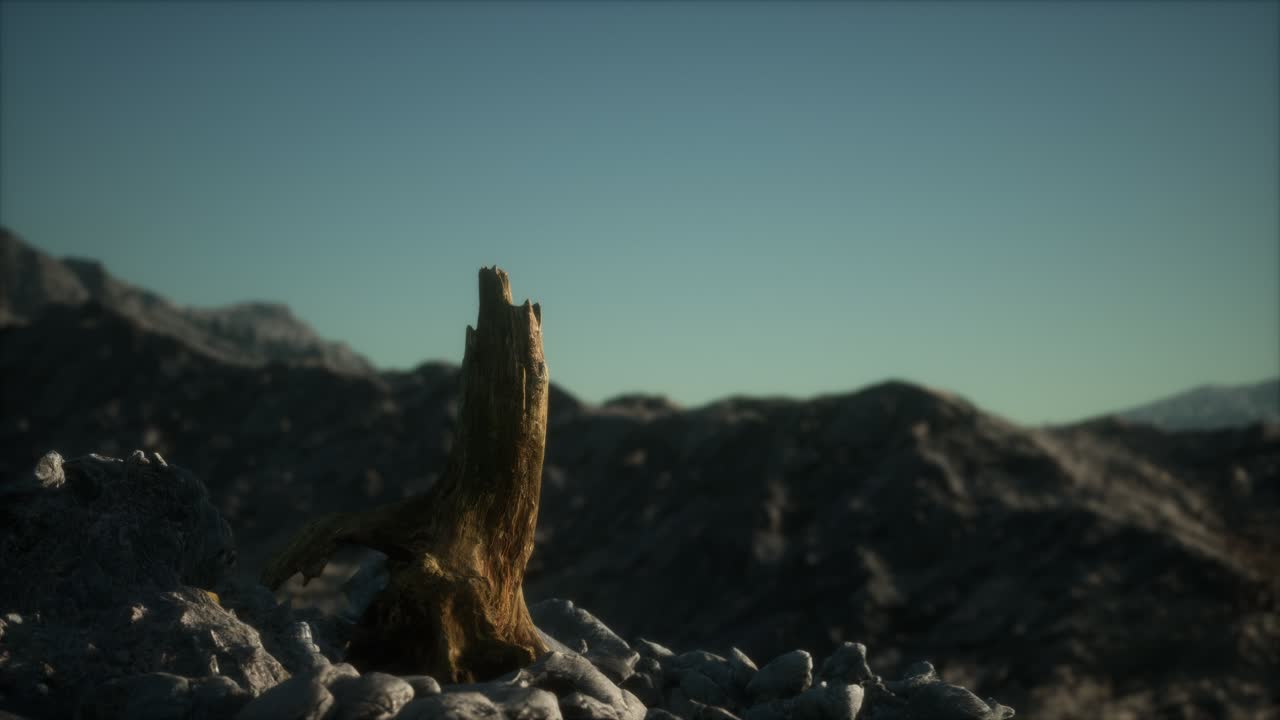 pino muerto en la roca de granito al atardecer