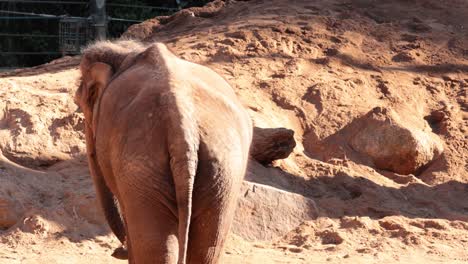 elephant walking through zoo enclosure