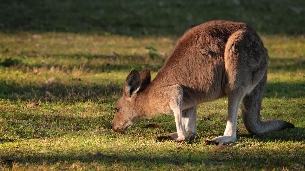 canguro gris oriental juvenil alimentándose bajo el sol de la mañana, parque de conservación del lago coombabah, gold coast, queensland