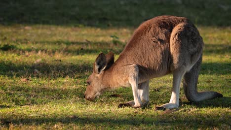 Junges-östliches-Graues-Riesenkänguru,-Das-Sich-In-Der-Morgensonne-Ernährt,-Coombabah-Lake-Conservation-Park,-Gold-Coast,-Queensland