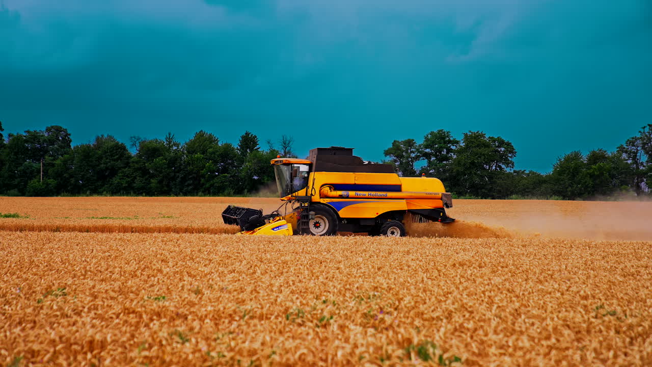 Harvester collects wheat on field. View of modern combine harvester collects ripe wheat