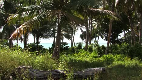 Rich-vegetation-of-Fanning-Island-Atoll,-Coconut-Palm-Trees